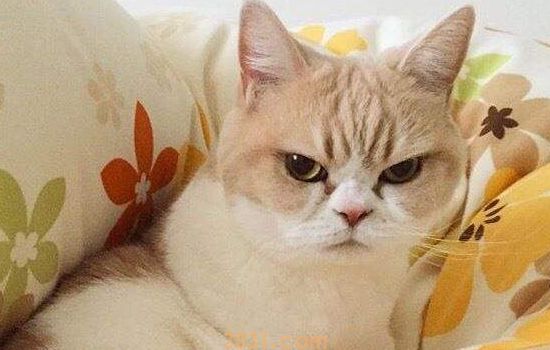 猫吐了是什么原因 要区分生理性呕吐和病理性呕吐哦!(图1)