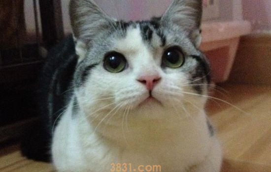 猫吐了是什么原因 要区分生理性呕吐和病理性呕吐哦!(图2)