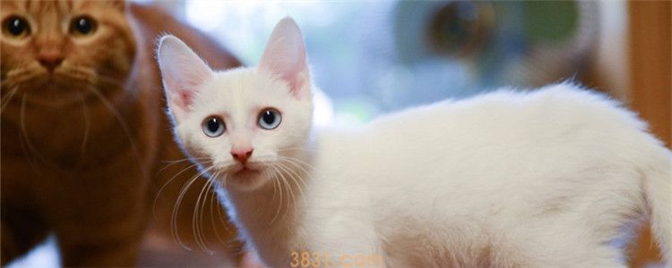 猫咪为什么喜欢闻腋下 猫咪原来这么重口味(图1)