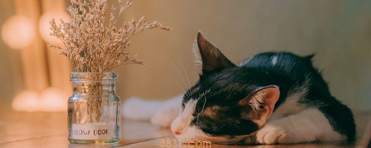 怎么预防猫鼻支 长期服用赖氨酸可以吗?(图1)