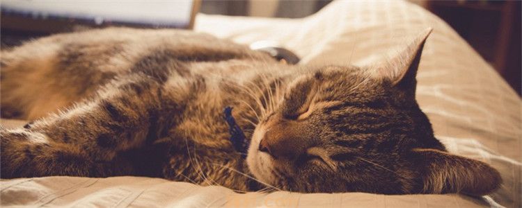 猫得了猫癣抹什么药膏 猫得了猫藓能自愈吗(图1)