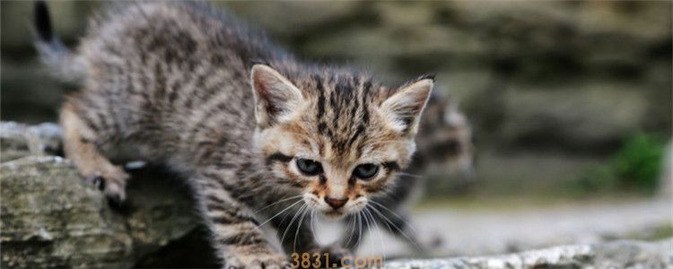 猫弓背什么意思 猫弓背是猫咪生气了吗(图1)