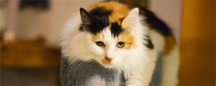 猫咪肛门出血 猫咪是得痔疮了吗(图1)