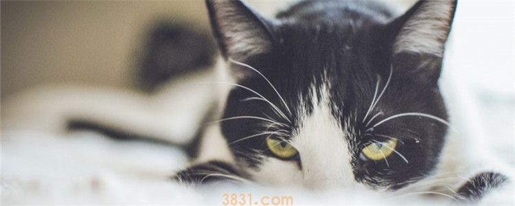 猫咪结膜炎 猫得结膜炎的症状有哪些(图1)