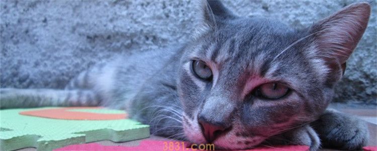 猫咪睡觉打呼 猫也会和人一样打呼噜吗?(图1)