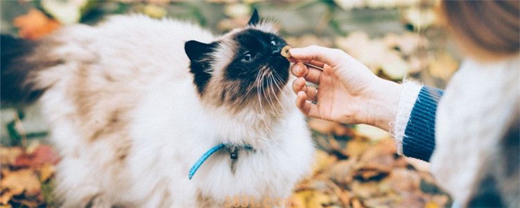 猫咪滴虫会传染人吗 猫咪滴虫传染给人的途径是什么(图1)