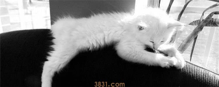 猫咪指甲脱落 猫咪是得了灰指甲吗(图1)