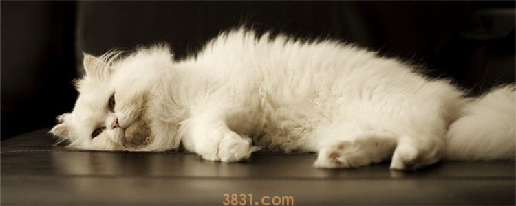 猫在地上打滚磨蹭还叫 猫咪是不是在撒泼打滚?(图1)