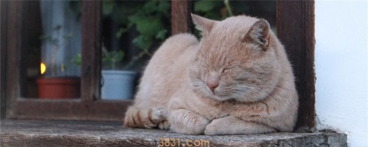 猫嗓子哑了怎么回事 猫是不是用嗓过度了?(图1)