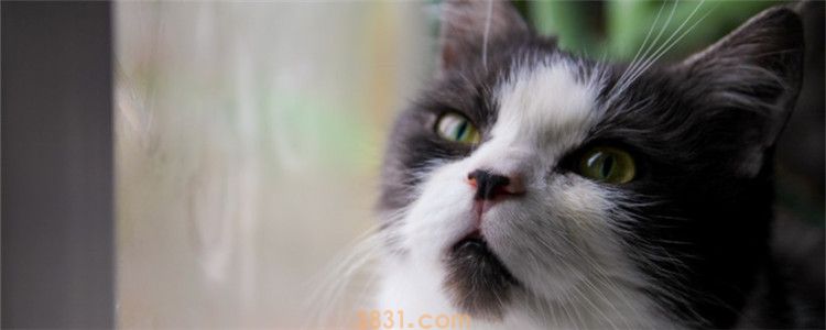 猫喘气急促伴有吭哧声 猫为什么会呼吸困难的样子(图1)