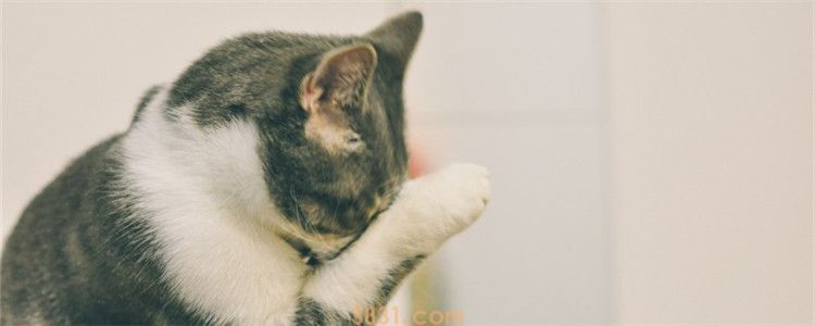 猫哭了怎么回事 是因为猫咪感到伤心难过了吗(图1)