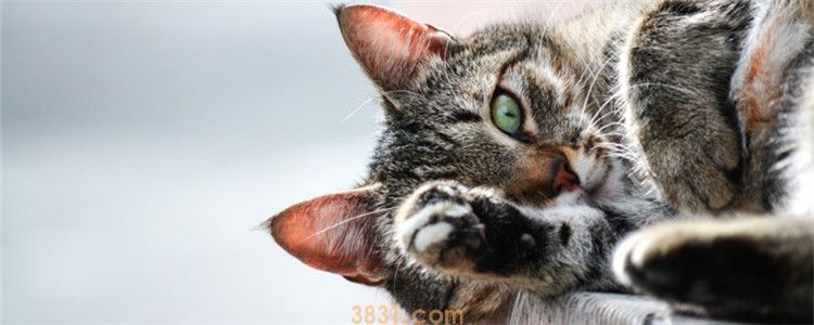 猫咬手指说明什么 不要让猫养成咬手的坏习惯(图1)
