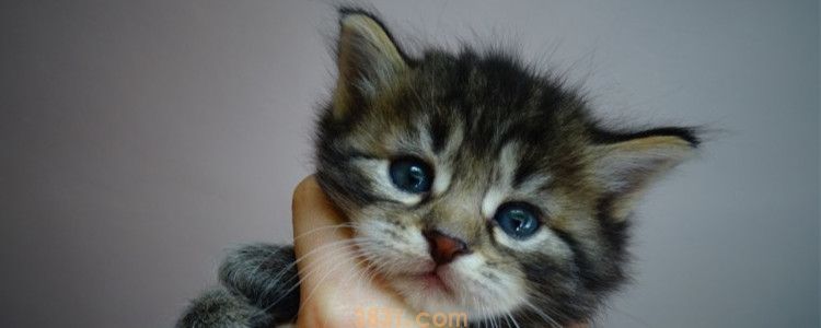 猫打完狂犬疫苗鼓包 猫鼓包要紧吗?(图1)