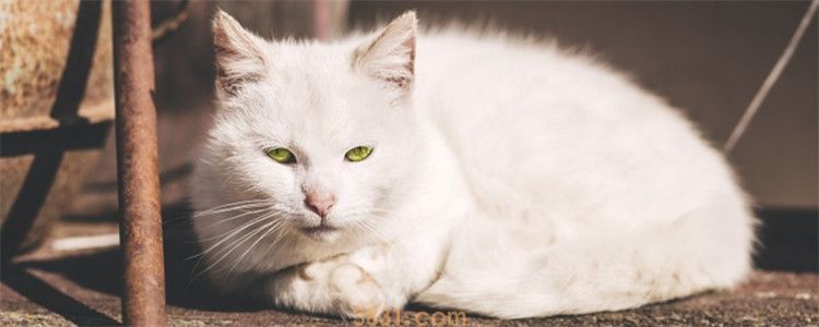 猫吃了绿萝怎么解毒 猫吃绿萝会中毒!(图1)