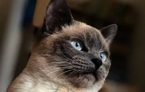 蓝氏猫粮是毒粮吗 酶解加工你听过吗?(图1)