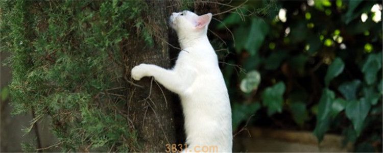 猫上树下不来怎么办 猫咪是因为害怕而不敢下来吗(图1)
