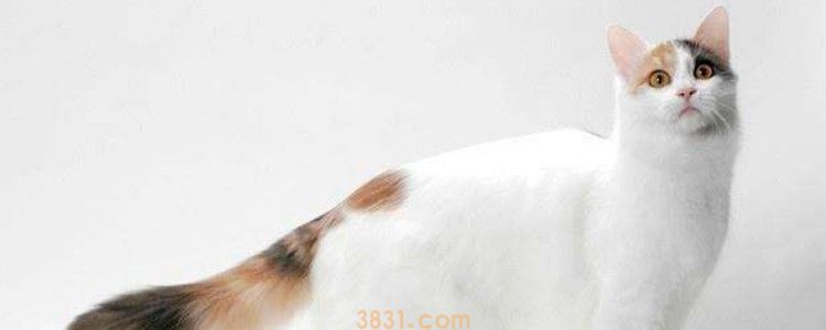 打了疫苗的猫把人咬了有事吗 看看伤口情况吧(图1)
