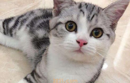 自制猫饭窍门 这几点很重要(图1)
