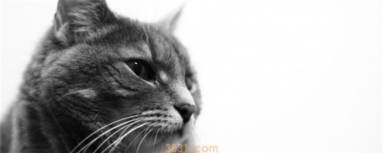 猫鼻子有黑色结痂 是猫咪的鼻子受伤了吗?(图1)