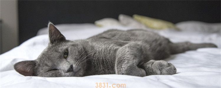 猫身上有黑色条状虫子 猫咪的驱虫工作真的做好了吗(图1)