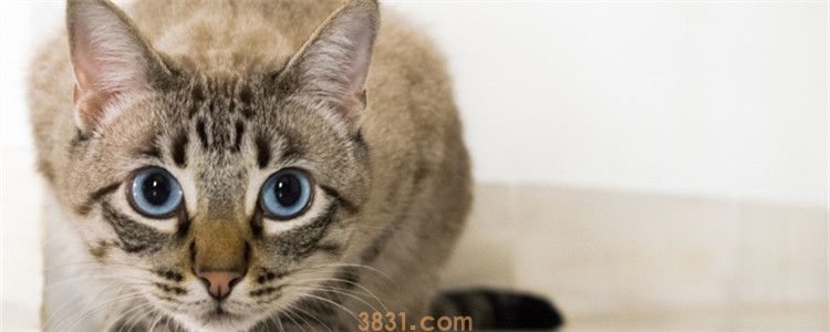 猫跑到高层阳台怎么救 平时一定要关好门窗(图1)