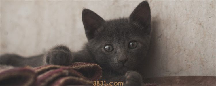 蓝猫脸尖是怎么回事 蓝猫是不是可以发腮(图1)
