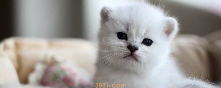 小猫拉肚子吃什么药 注意对症下药!(图1)