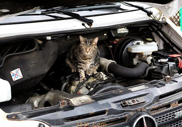 如何驱赶发动机舱的猫 千万不要发动!(图1)