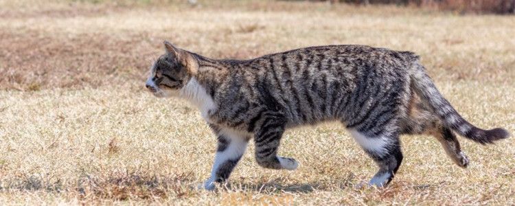 猫藓怎么治疗好得快 猫藓是不是不好治疗(图1)