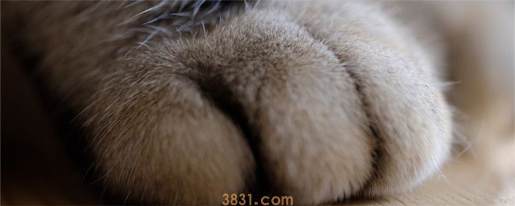 猫脚上踩到屎用什么洗 猫砂盆里可能全都是地雷!(图1)