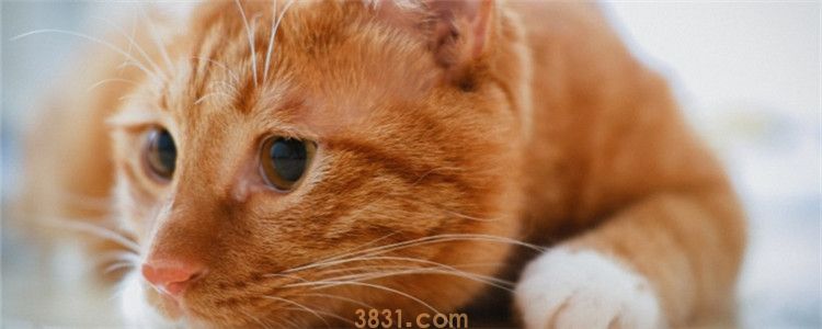猫脑震荡能自愈吗 猫咪脑震荡会出现什么异常(图1)