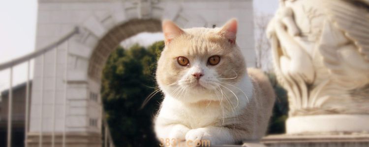 84消毒液能清猫瘟吗 猫瘟的正确消毒方式(图1)