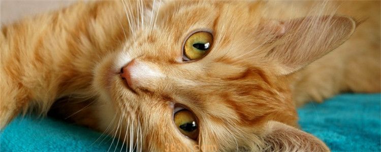 猫抓了多久打疫苗有效 超过24个小时就没效了吗?(图1)