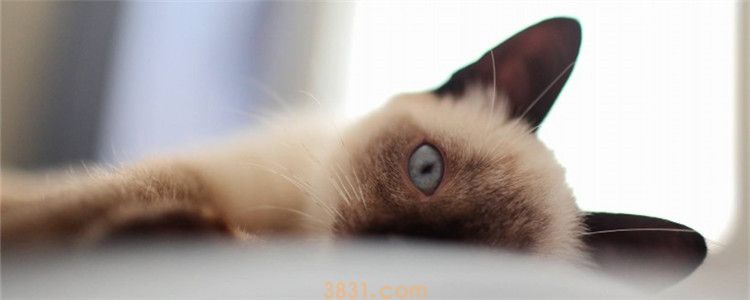 猫打完疫苗几天不吃饭 是不是出现了不良反应(图1)