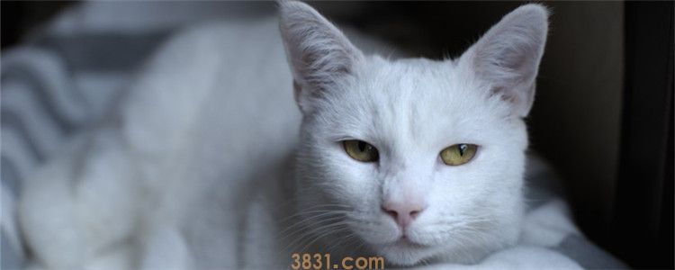 猫咪体外驱虫后吐白沫 猫咪是中毒了还是咋了(图1)
