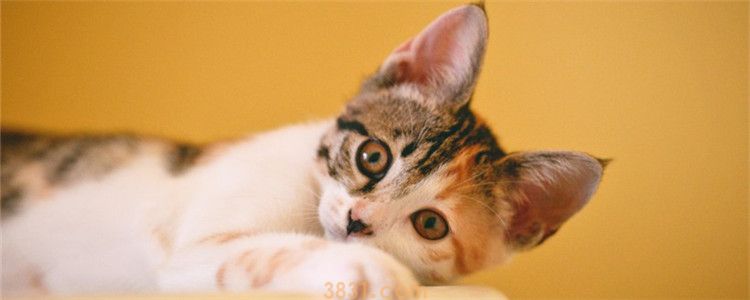 猫咪会认主人吗 猫咪认主人的表现是什么(图1)
