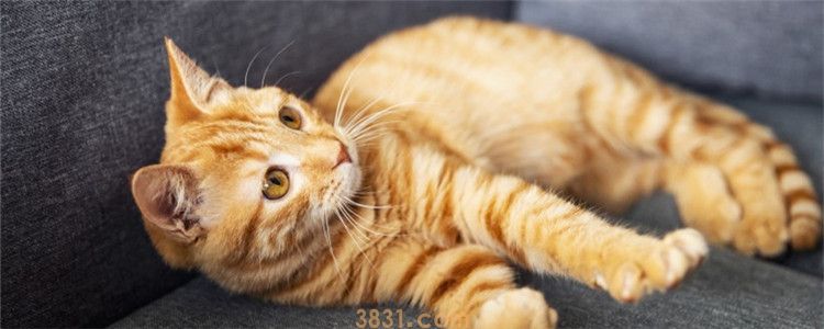猫咪乱拉屎拉尿怎么办 教猫咪学会使用猫砂很重要(图1)