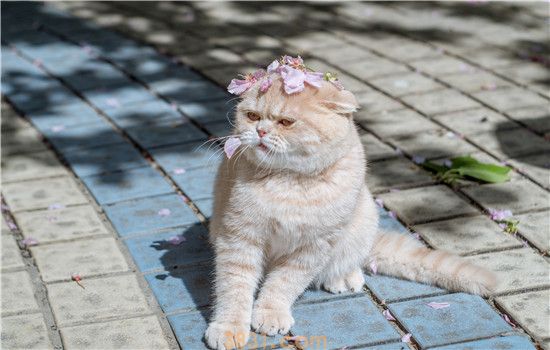 猫能吃猕猴桃吗 适量吃没问题哦(图1)