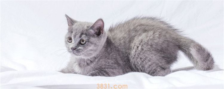 猫咪拉屎不成形很臭 导致猫咪拉屎不成形的因素是什么(图1)