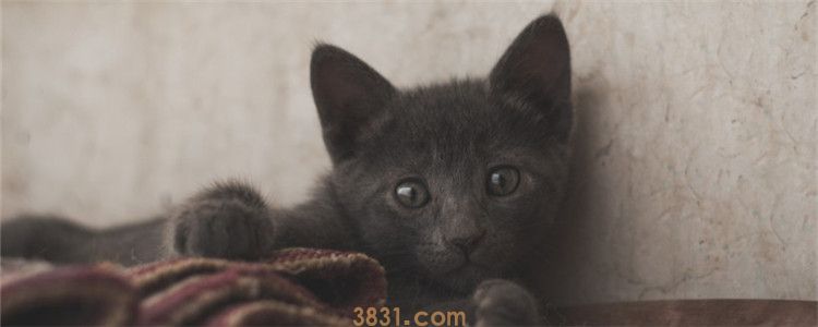 猫咪把自己皮肤挠出血 猫咪为什么要自残?(图1)