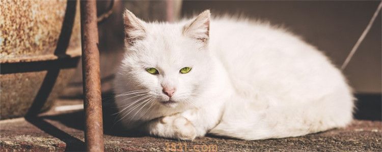猫咪拉肚子两天死了 为什么猫咪拉肚子会拉到死(图1)
