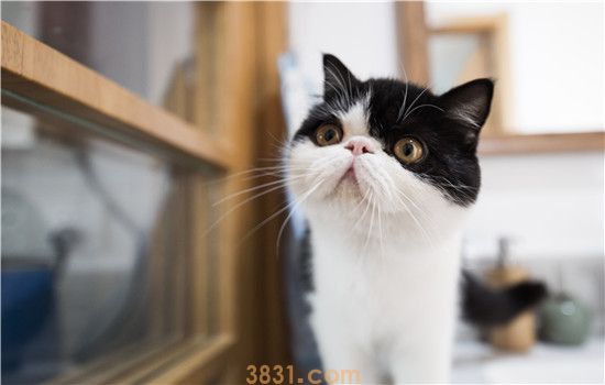 猫脖子上有个小疙瘩 主人要懂得判断哦!(图1)