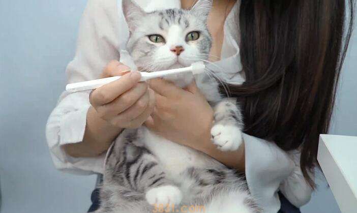 猫需要刷牙吗(图1)