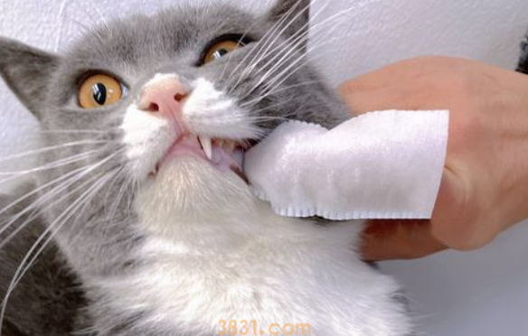 猫需要刷牙吗(图2)