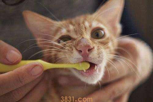 猫需要刷牙吗(图3)
