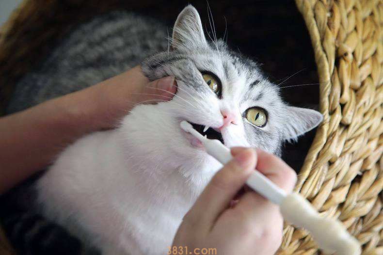 猫需要刷牙吗(图4)