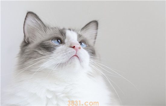 猫身上长小疙瘩 是怎么回事?(图1)