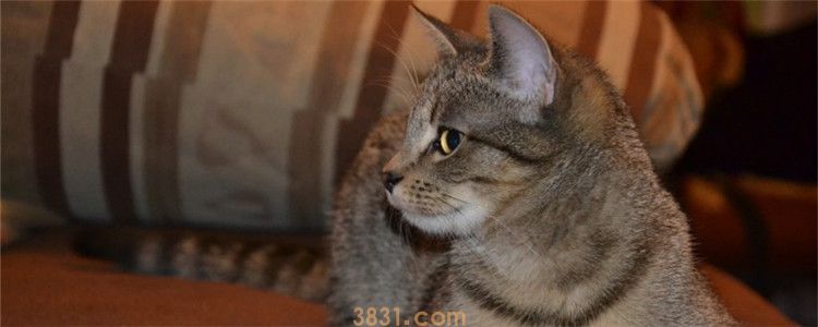 猫下巴肿了 导致猫咪下巴种的因素有哪些(图1)