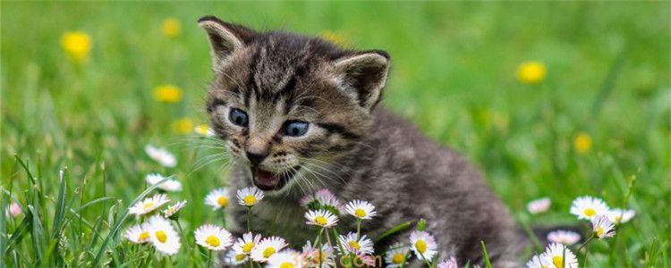 猫下嘴唇掉毛露肉 猫咪可能得毛囊炎了(图1)