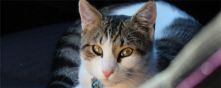 猫咪晚上眼睛不发光 牛磺酸对猫咪眼睛的重要性你知道吗(图1)